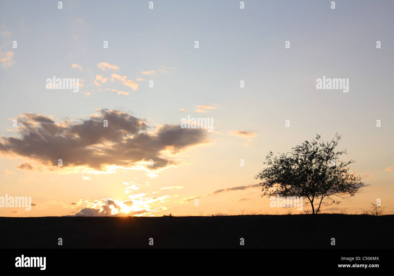 Einsamer Baum gegen den Himmel, beleuchtet von der untergehenden Sonne Stockfoto