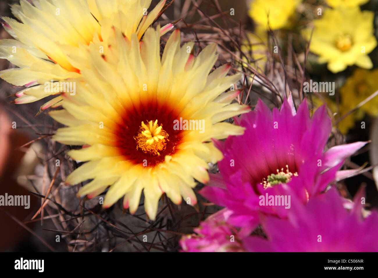 Natur. Schließen Sie Kaktus Blumen lila, gelb Stockfoto