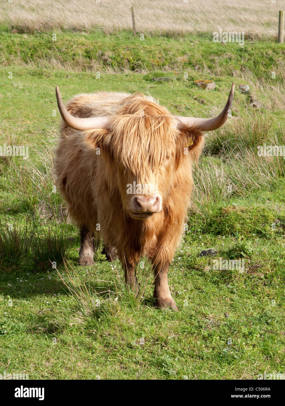 Highland Kuh, Stein, Isle Of Skye, Schottland Stockfoto