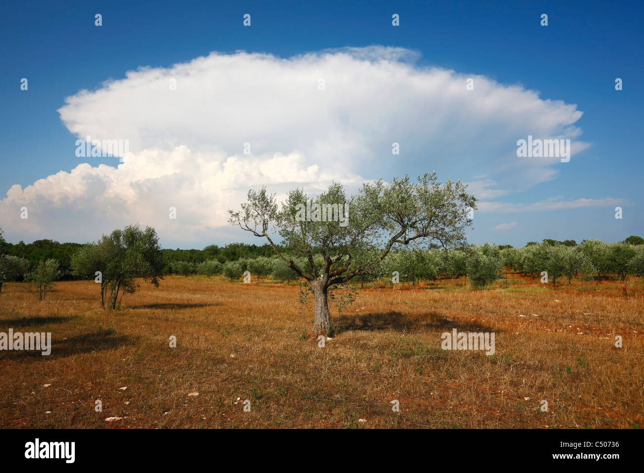 Olivenbaum mit Wolken Stockfoto