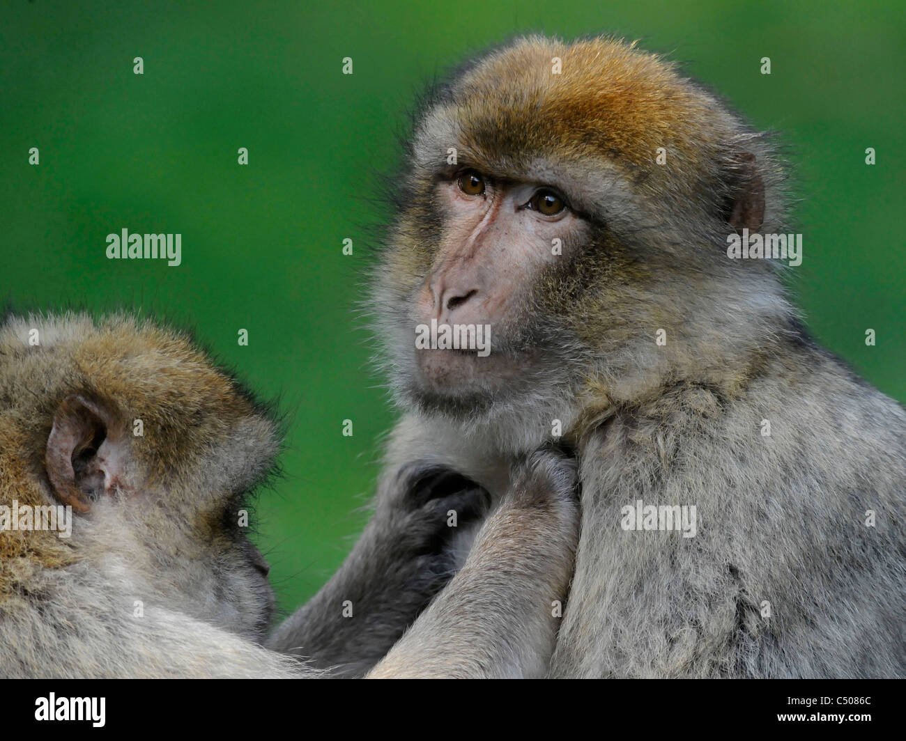 Ein Barbary Affe präparierte. Stockfoto