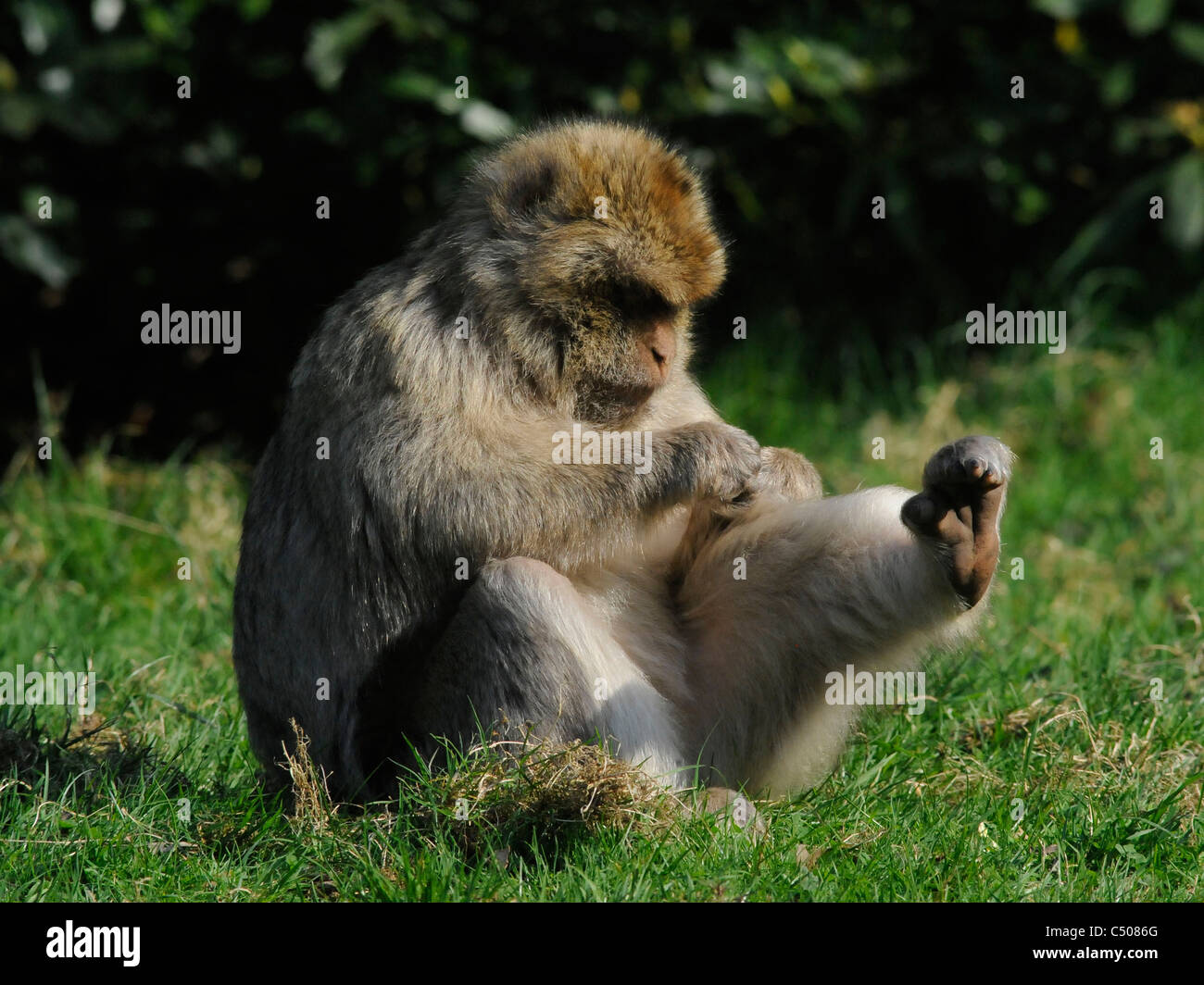 Ein Barbary Affe selbst pflegen. Stockfoto