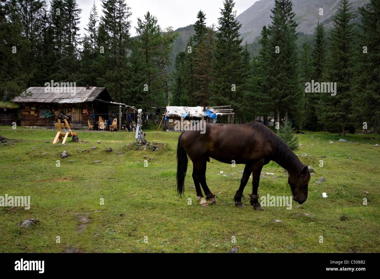 Burjaten-Pferd in der Taiga gegen eine Holz-Hütten. Mineralquellen Schumak. Ost-Sajan-Gebirge. Sibirien. Russland. Stockfoto