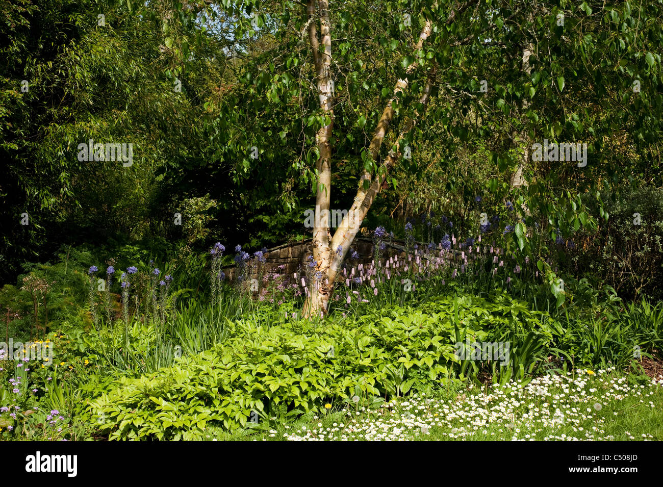 RHS Rosemoor Gärten im April, Devon, England, Vereinigtes Königreich Stockfoto