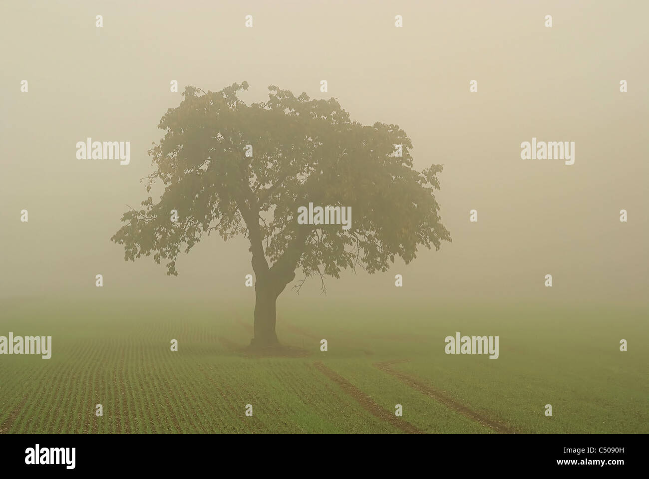 Baum Im Nebel - Baum im Nebel 01 Stockfoto