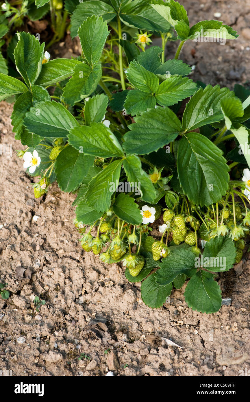 Erdbeere, Fragaria Ananassa 'Honeoye' Stockfoto