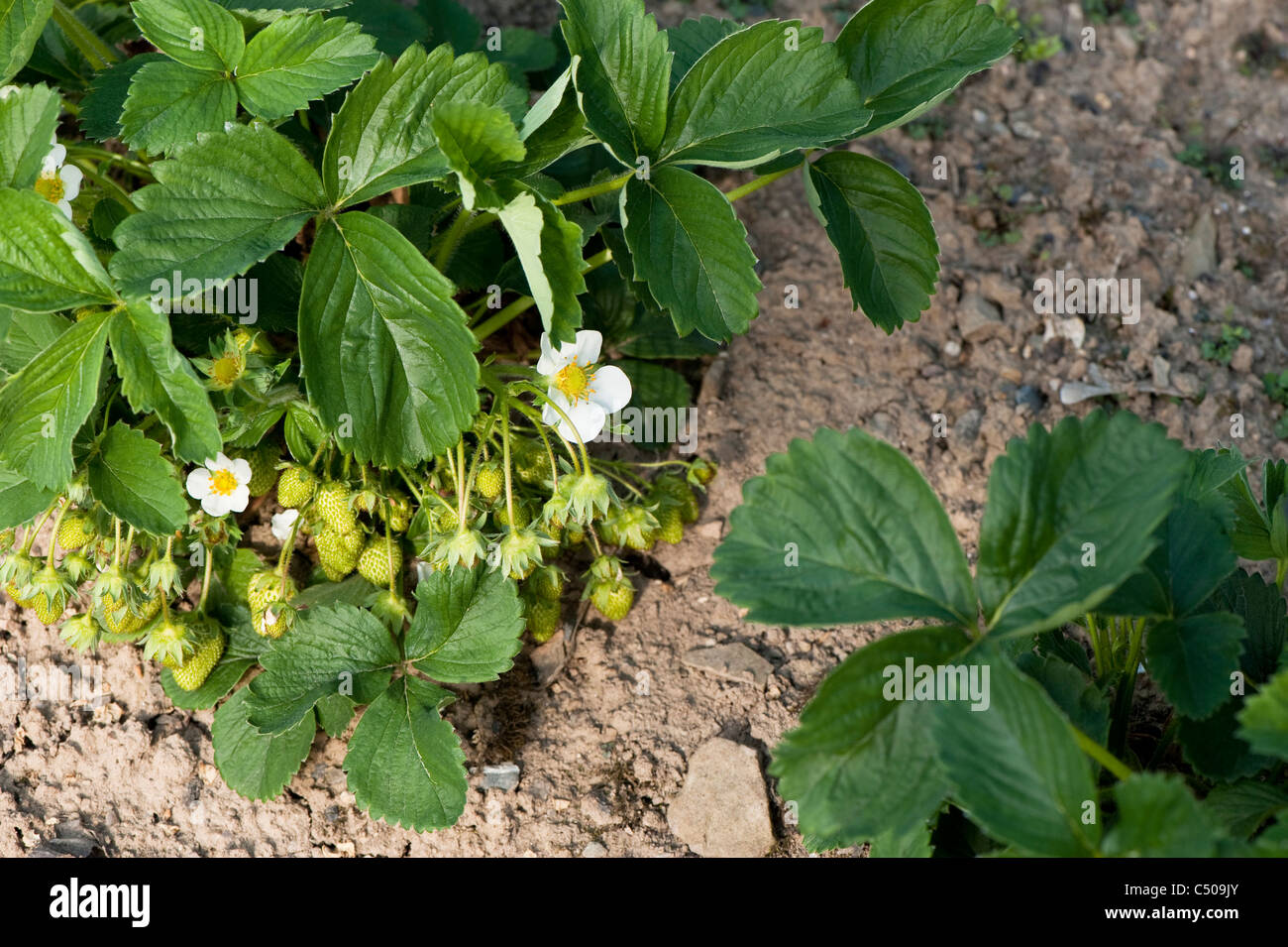Erdbeere, Fragaria Ananassa 'Honeoye' Stockfoto