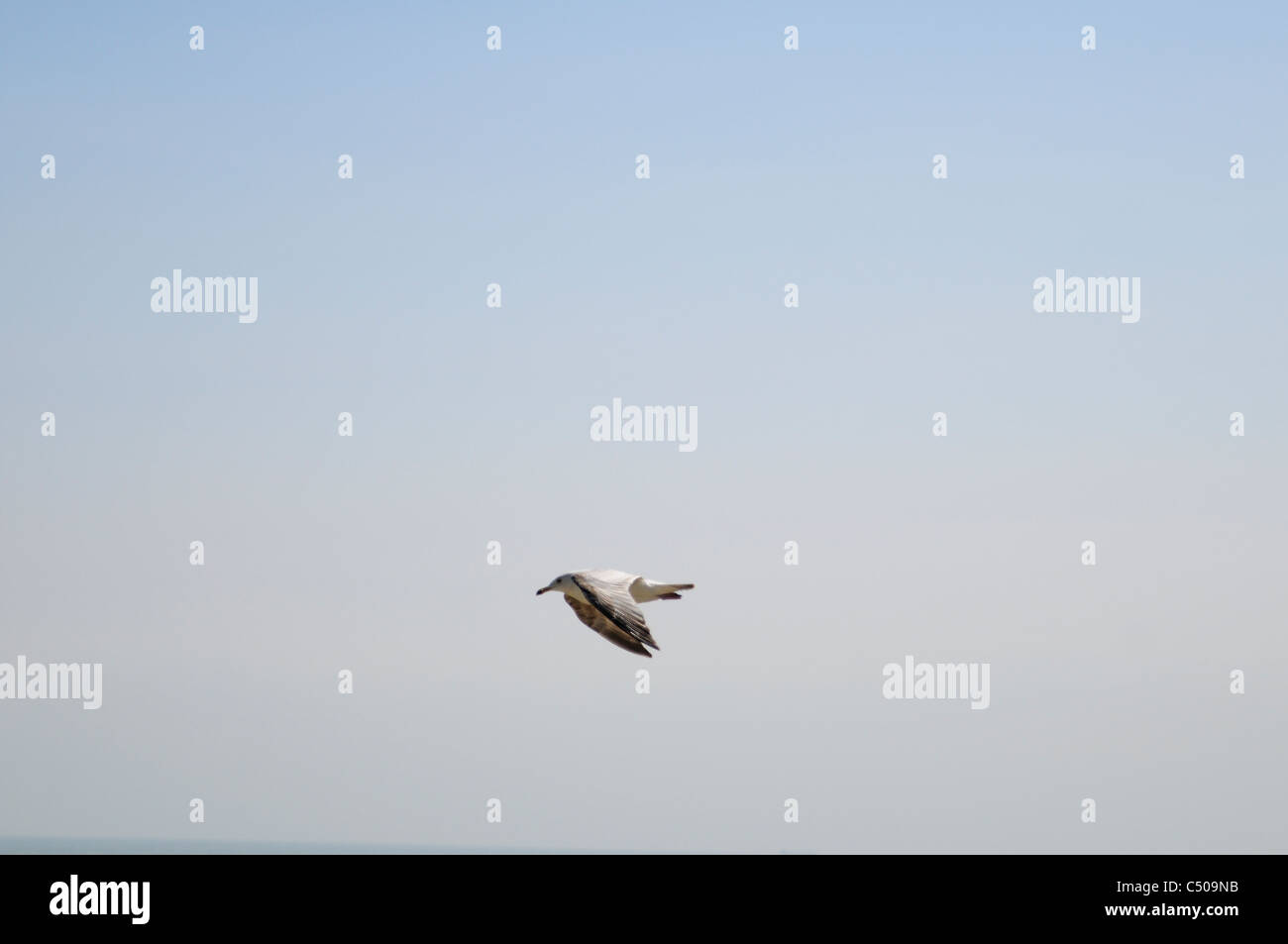 Möwen fliegen in den Himmel Stockfoto