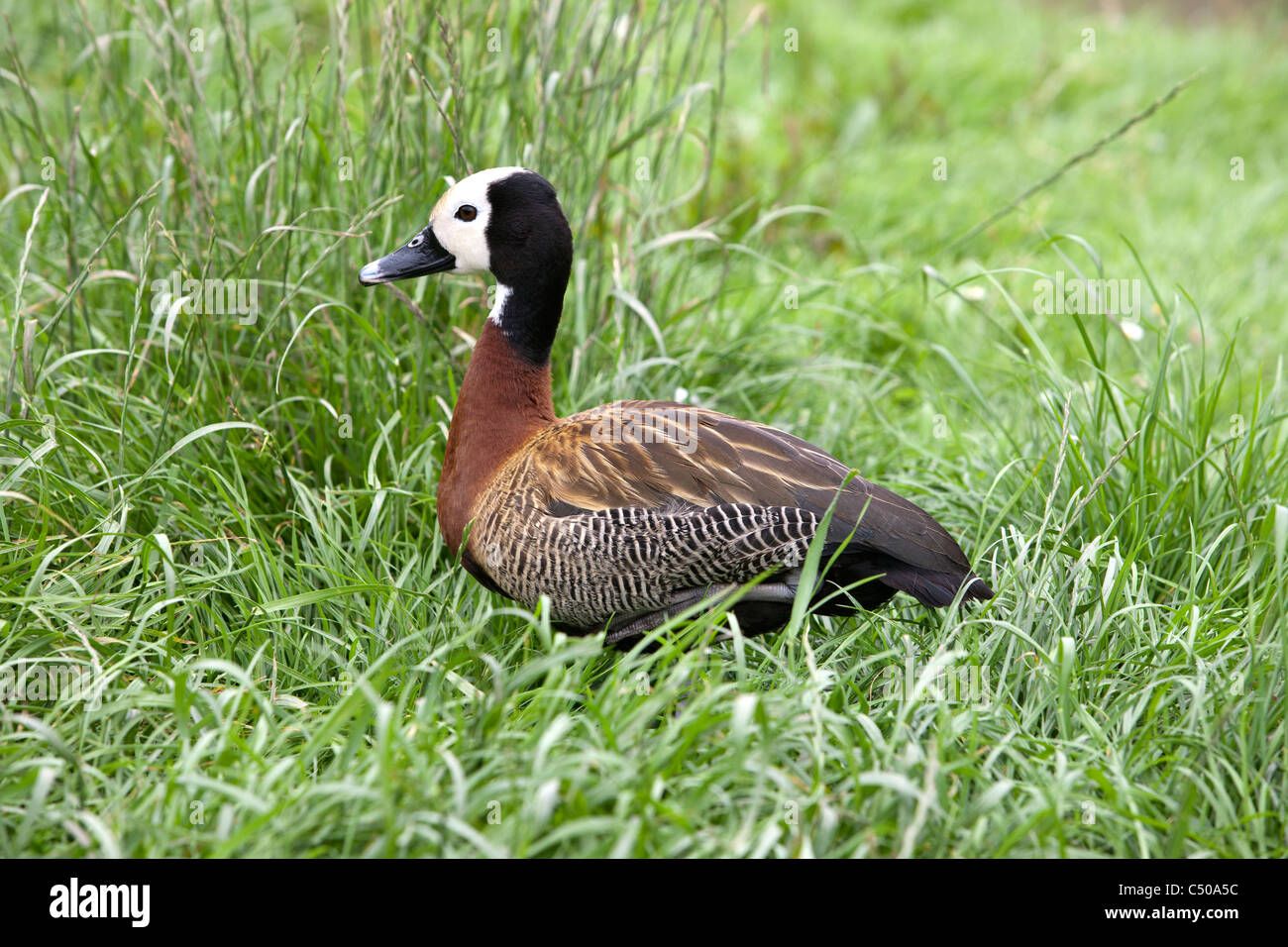 weißen konfrontiert Baum Ente Dendrocygna Viduata in Rasen Stockfoto