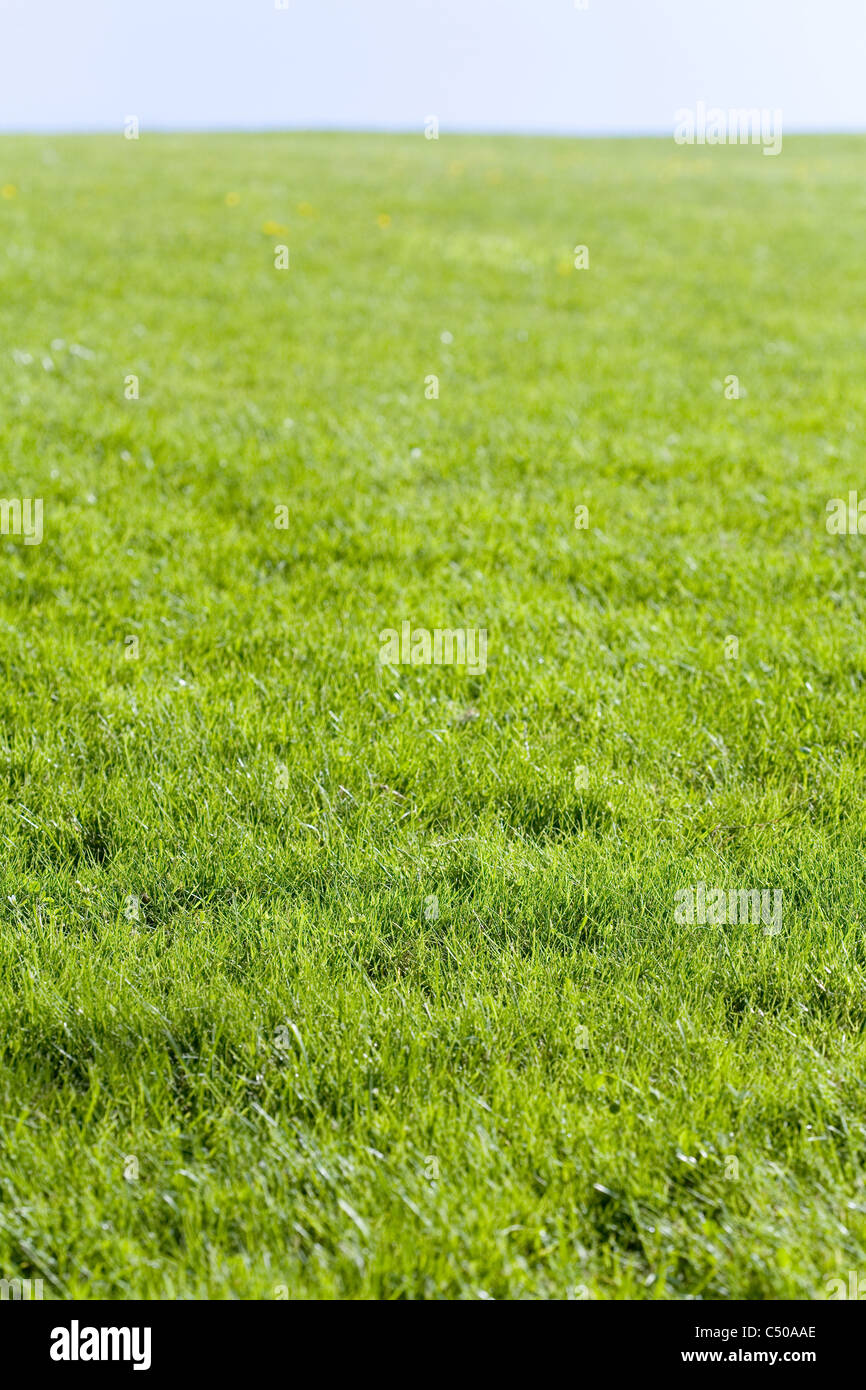 Grünes Feld und blauer Himmel für Hintergrund Stockfoto