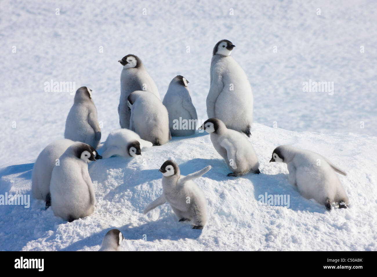 Kaiserpinguin-Küken Klettern eine kleine Eis Hügel, Snow Hill Island, Antarktis Stockfoto