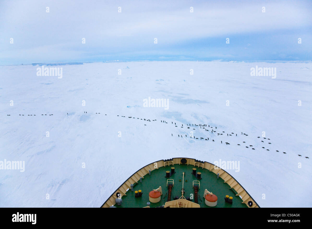 Ansicht der Kaiserpinguine marschieren auf dem Eis vom Schiff Bogen, Snow Hill Island, Antarktis Stockfoto