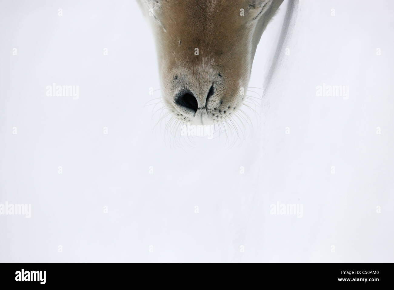 Weddell Dichtung atmen mit einem Nasenloch auf Eis, Snow Hill Island, Antarktis Stockfoto