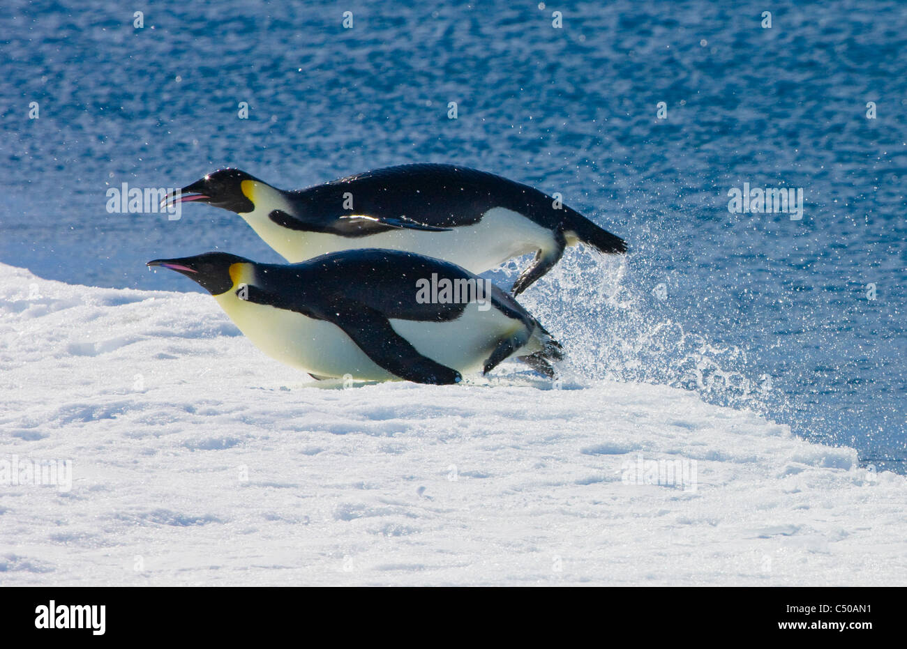 Kaiser-Pinguin springen aus dem Wasser, Eisberg, Snow Hill Island, Antarktis Stockfoto