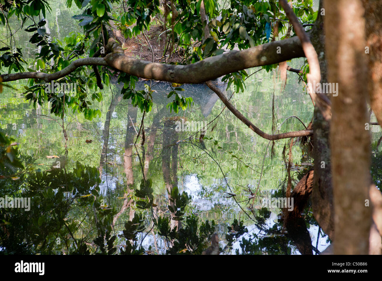 Kuruva Insel Int der Wayanand Wildlife Sanctuary, Kerala, Indien. Stockfoto