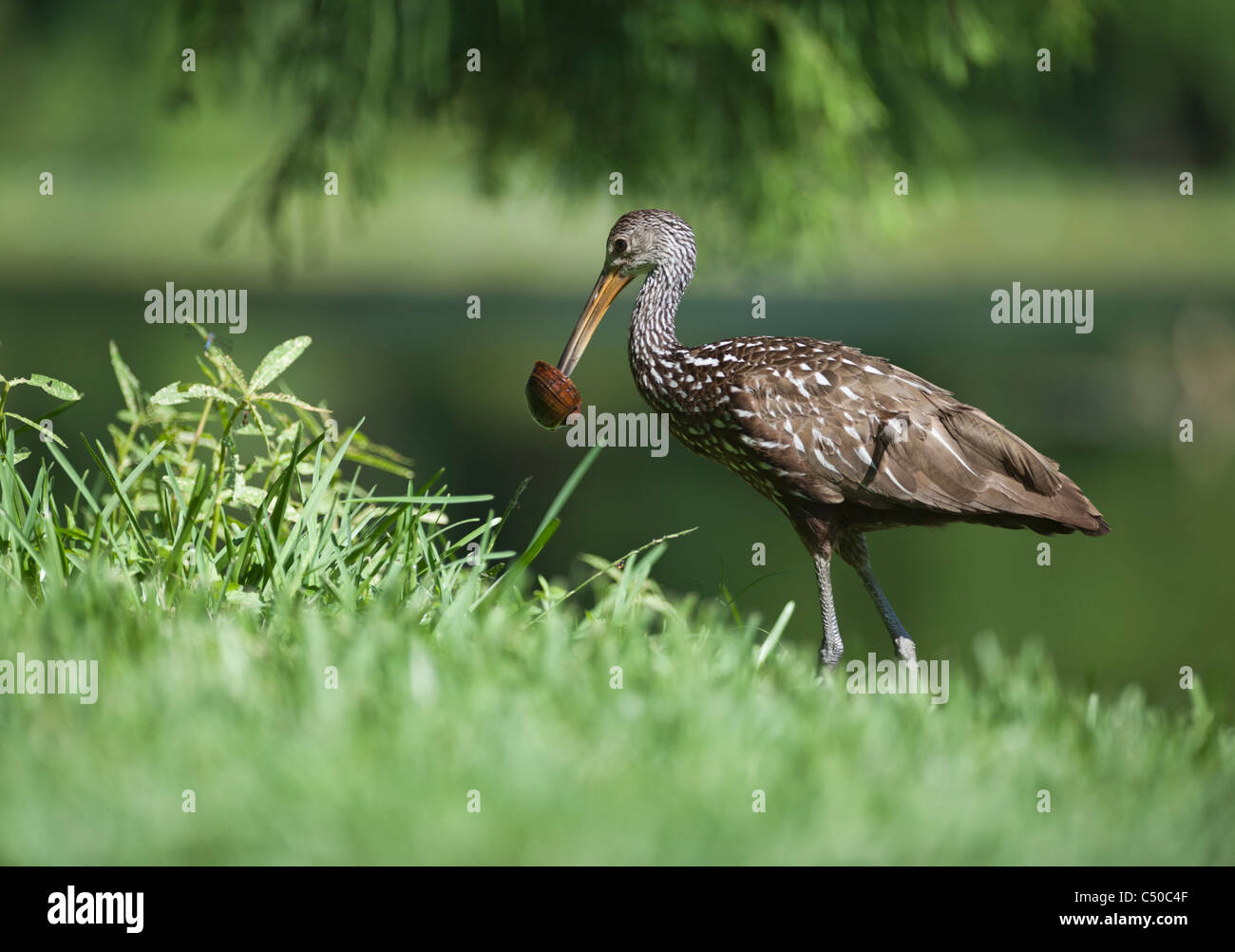 Ein Limpkin tragen eine Apfelschnecke entlang den Ufern des Lake Griffin in Leesburg, Florida USA Stockfoto