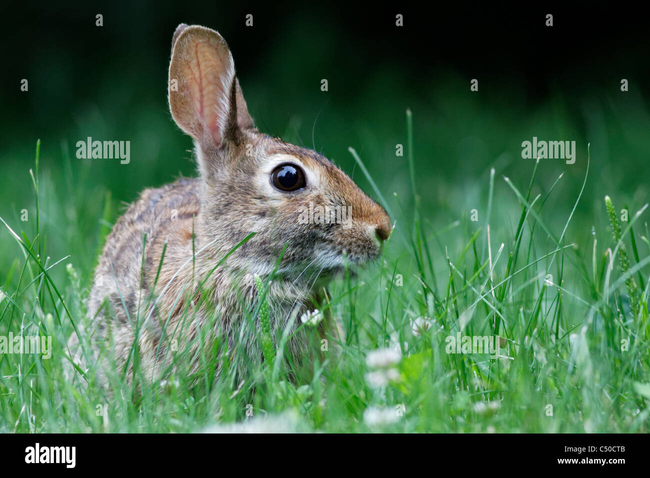 Wildkaninchen Stockfoto