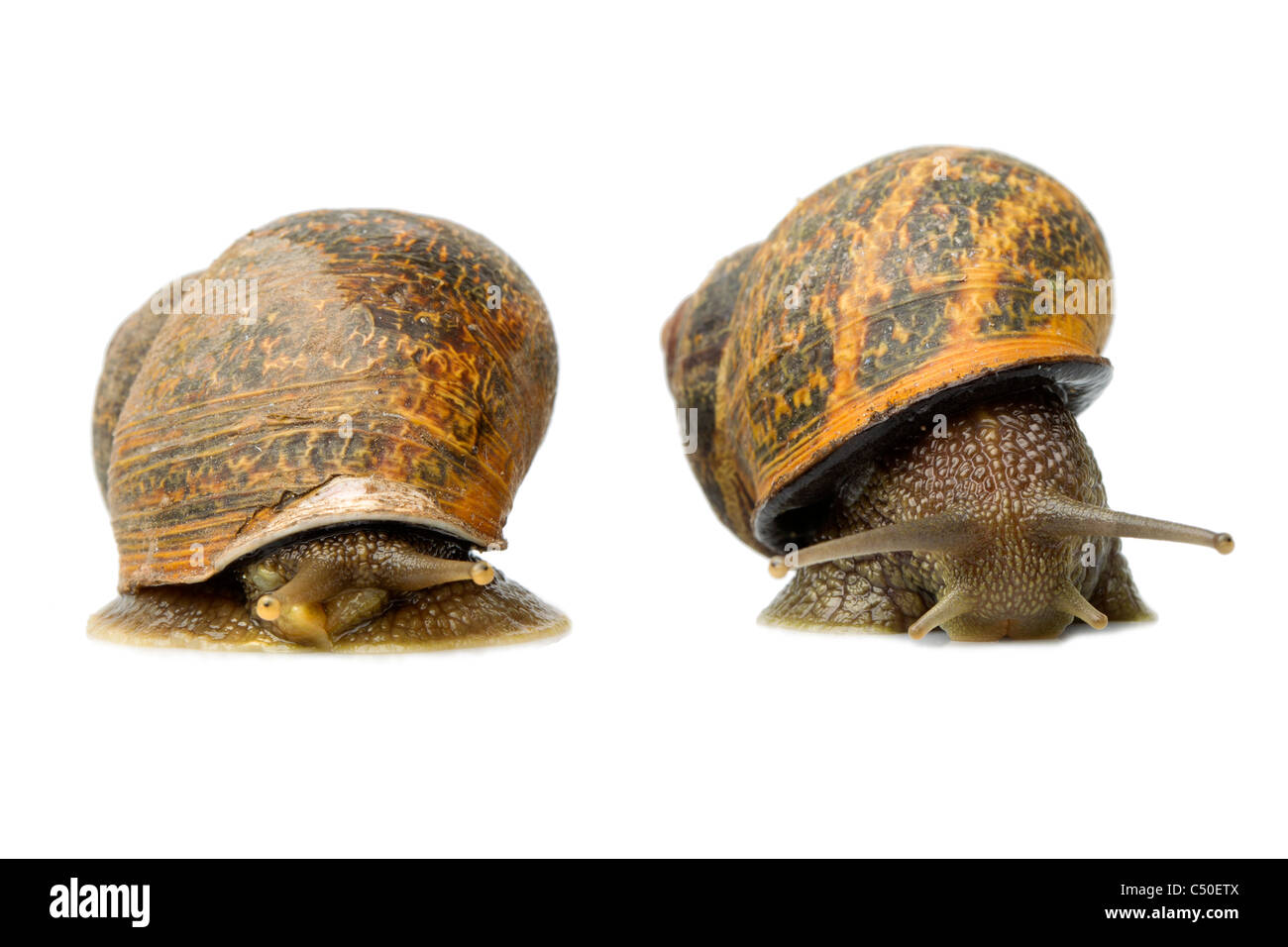 Männliche und weibliche Schnecke konkurrieren auf einem weißen Studio Hintergrund Stockfoto