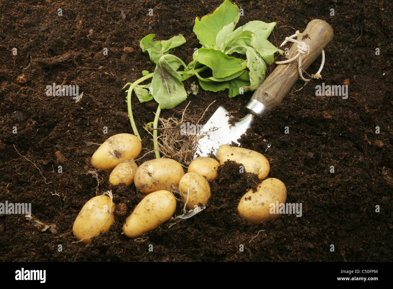 Frisch gegraben Frühkartoffeln mit Wurzeln und Laub im Boden mit einer Kelle Garten Stockfoto