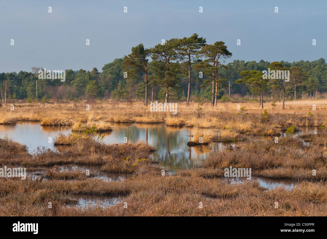 Thursley gemeinsamen National Nature Reserve, Thursley, Surrey, UK Stockfoto