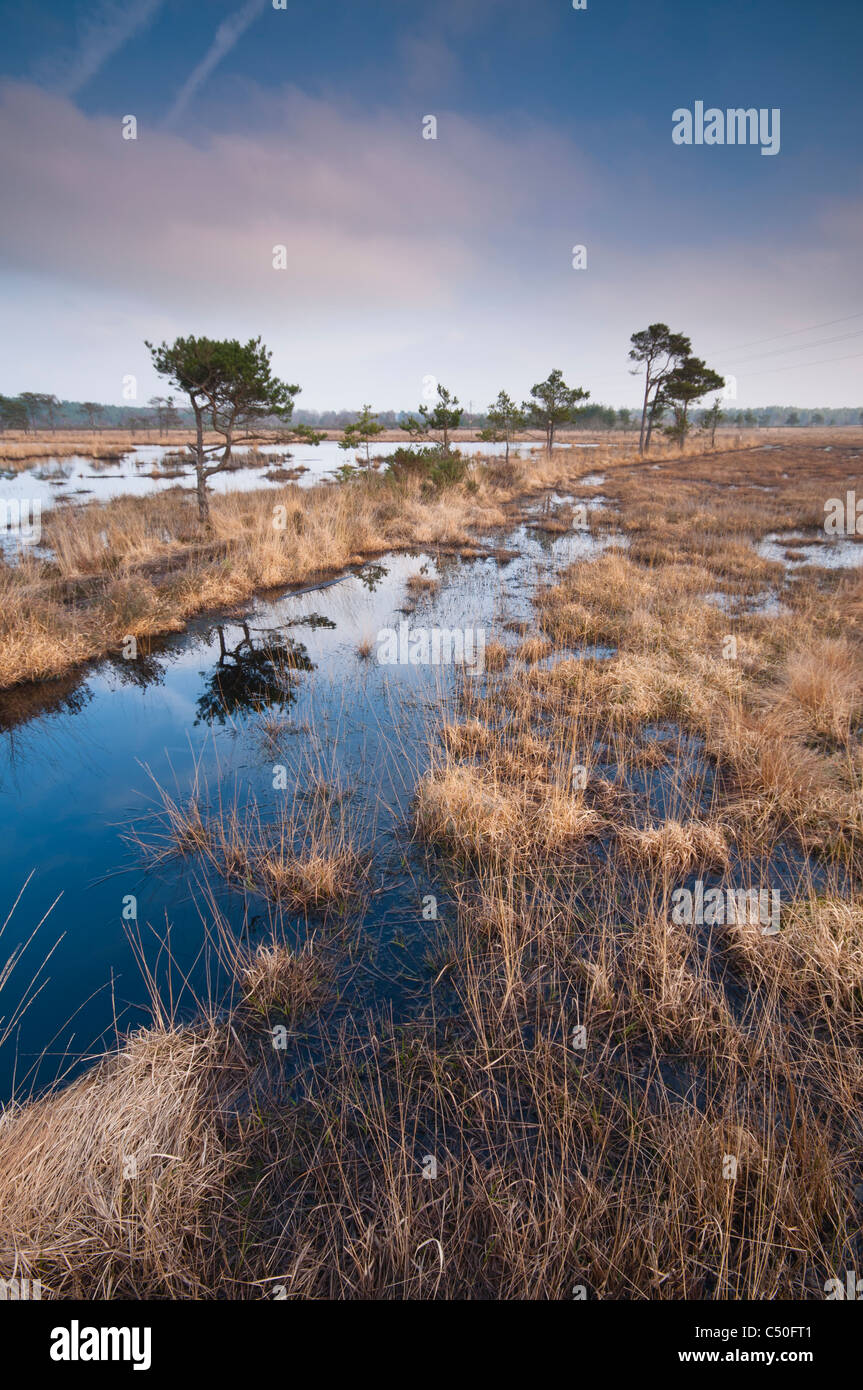 Thursley gemeinsamen National Nature Reserve, Thursley, Surrey, UK Stockfoto
