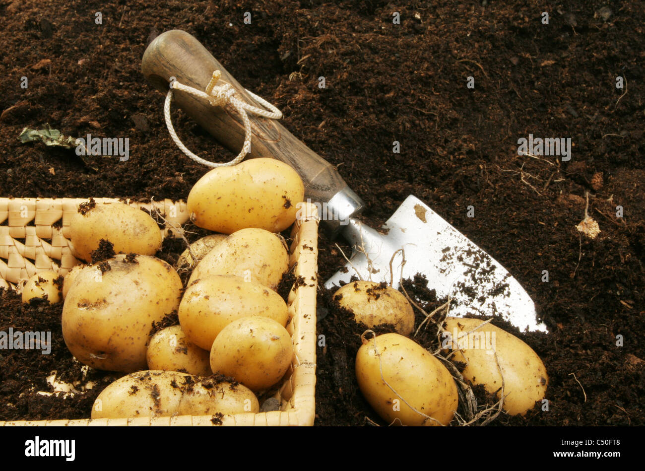 Frische neue Kartoffeln in einem Korb am Boden neben einem Garten Kelle liegen Stockfoto