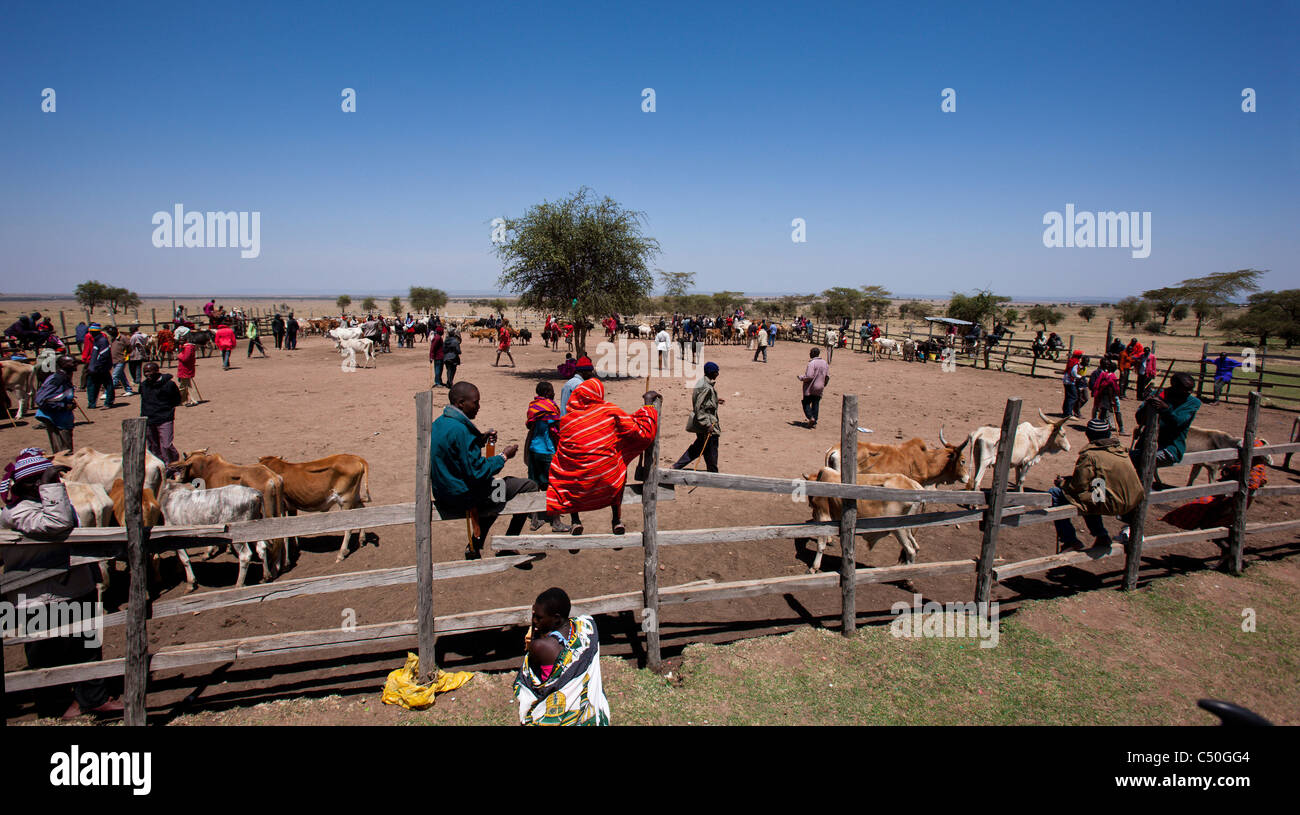 Die Masai Viehmarkt am Aitong. Masai Mara Conservancy, Nordkenia. Stockfoto