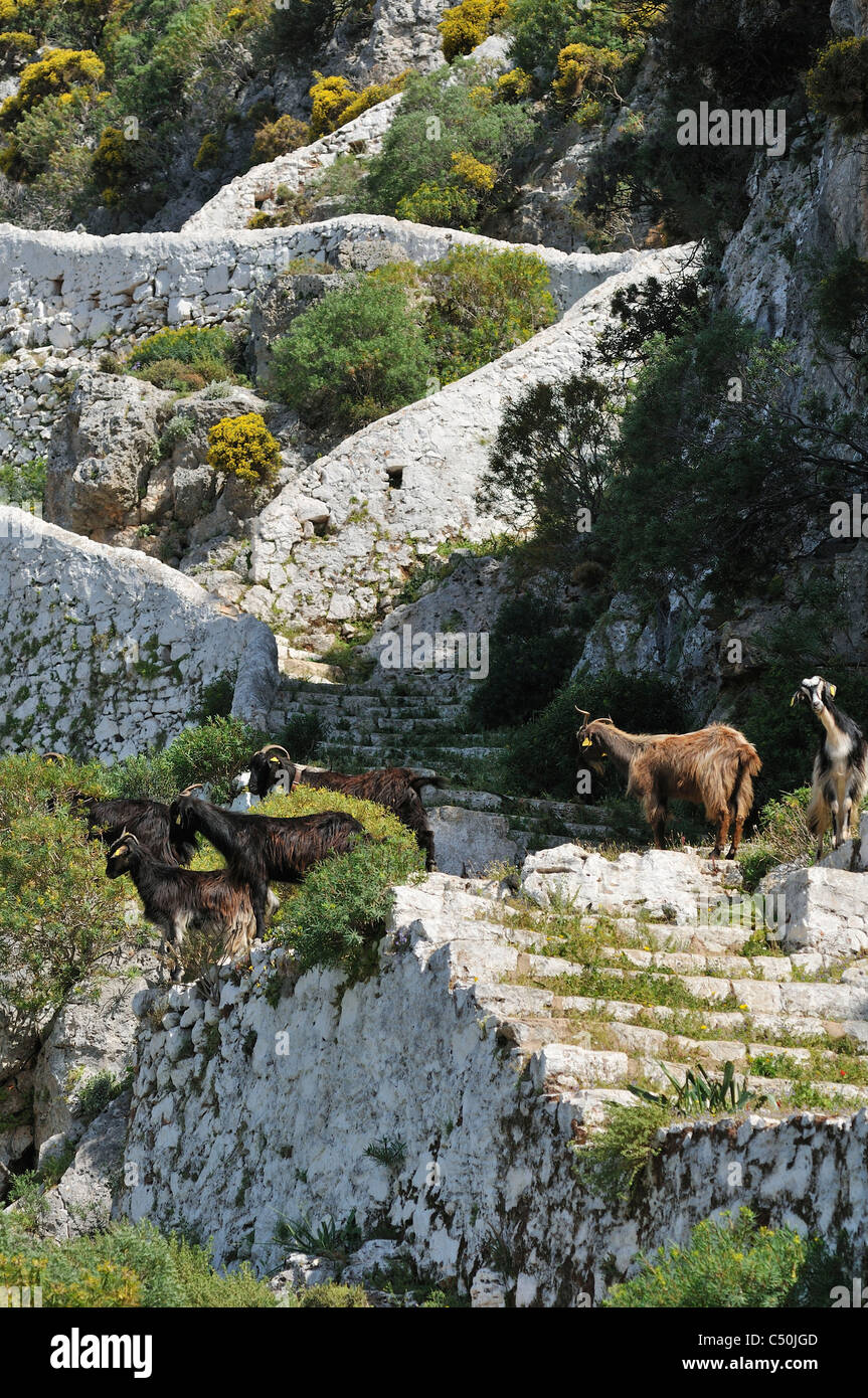 Kastellorizo. Dodekanes-Inseln. Griechenland. Ziegen auf Bergpfad. Stockfoto
