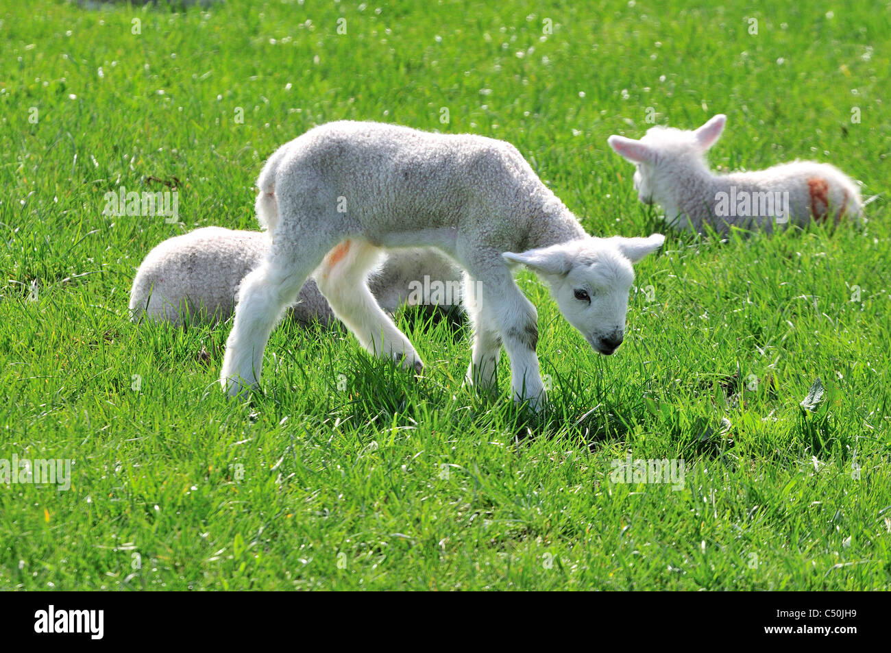 Neugeborene Frühlingslämmer auf einem Feld in der Nähe von Bellingham, Northumberland, Großbritannien Stockfoto