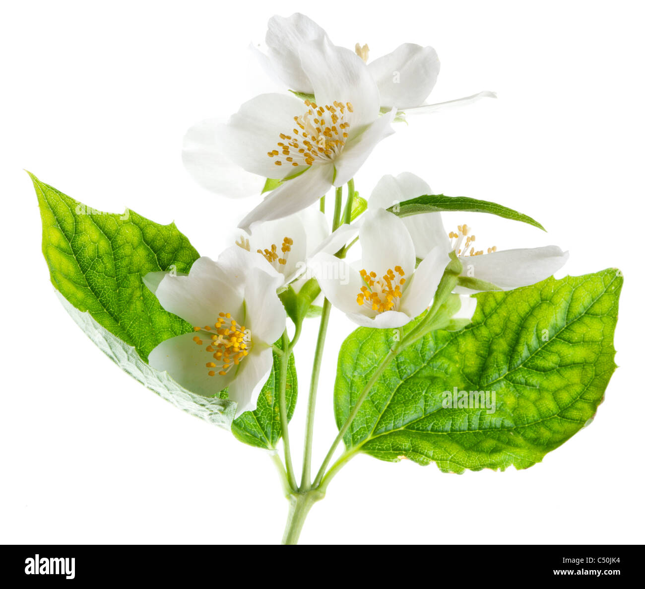 Jasminblüten isoliert auf einem weißen Hintergrund. Stockfoto