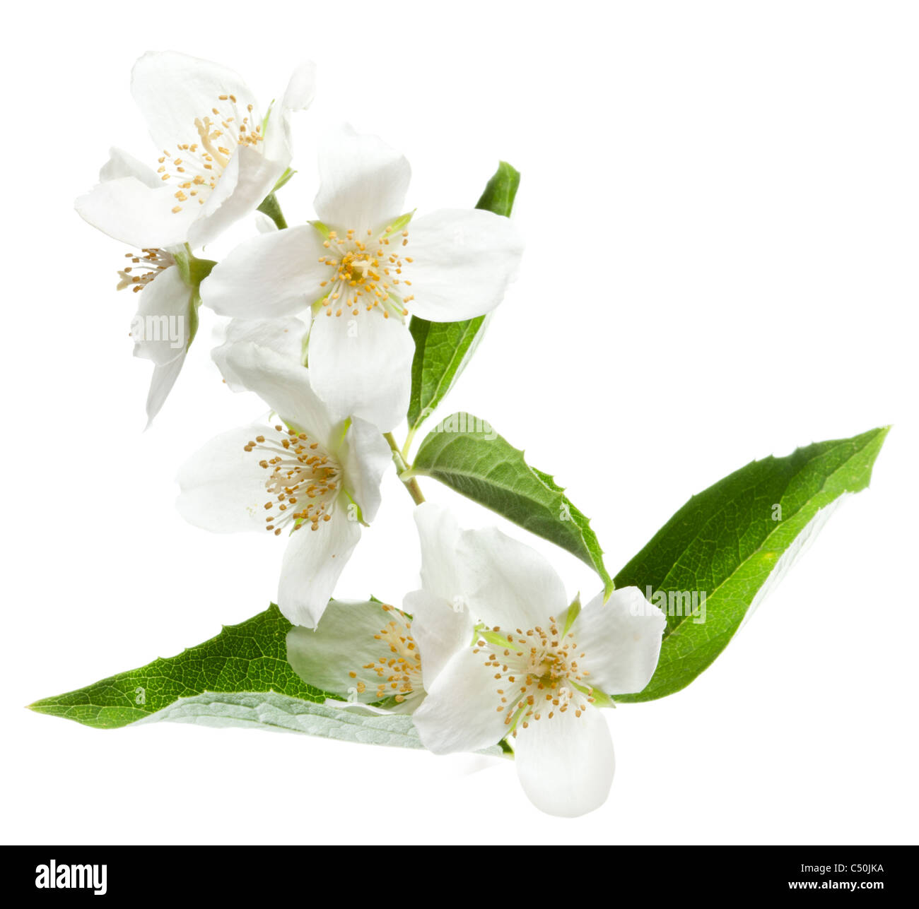 Jasminblüten isoliert auf einem weißen Hintergrund. Stockfoto