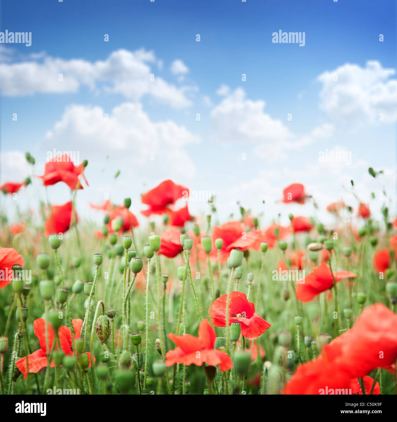Wilder Mohn Blumen auf blauem Himmelshintergrund. Stockfoto