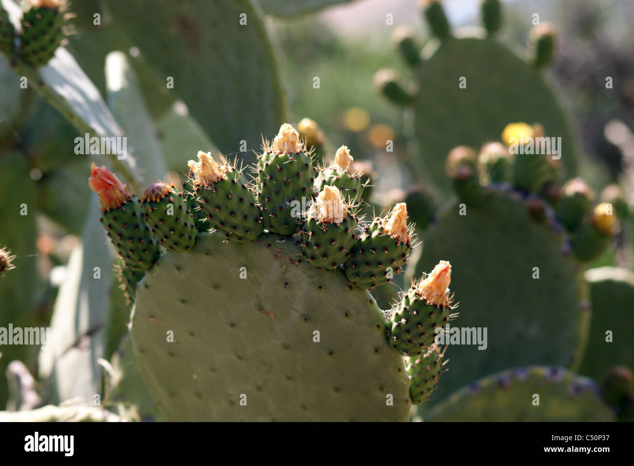 PRICKLY PEAR CACTUS IN BLÜTE Stockfoto