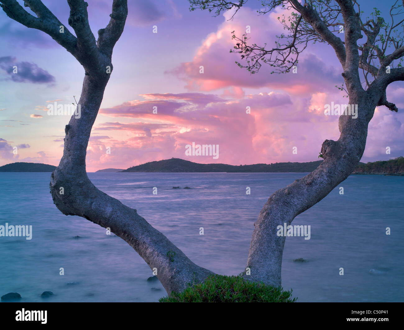 Verzweigte Baum mit Sonnenaufgang Wolken. St. John. Natives Jahrhundert Stockfoto