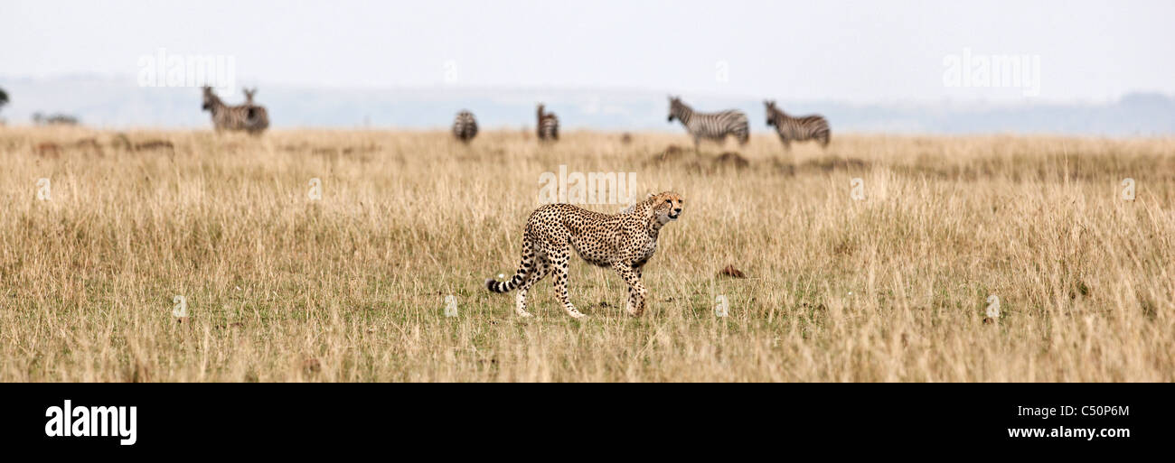 Ein Gepard bewegt sich heimlich durch die lange Mara Rasen. Masai Mara, Kenia. Stockfoto