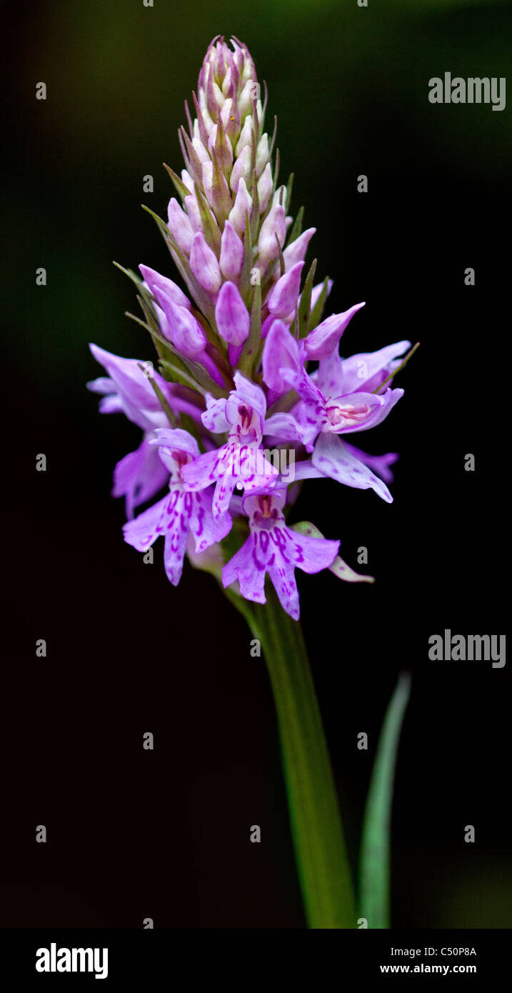 Gemeinsame oder europäischen entdeckt Orchidee (Dactylorhiza Fuchsii), Alpen, Norditalien Stockfoto