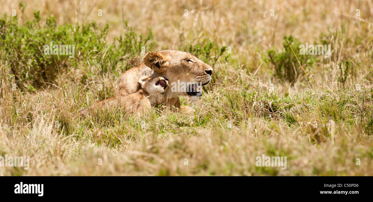Eine Baby Lion Cub spielt liebevoll mit seiner Mutter. Masai Mara, Kenia. Stockfoto