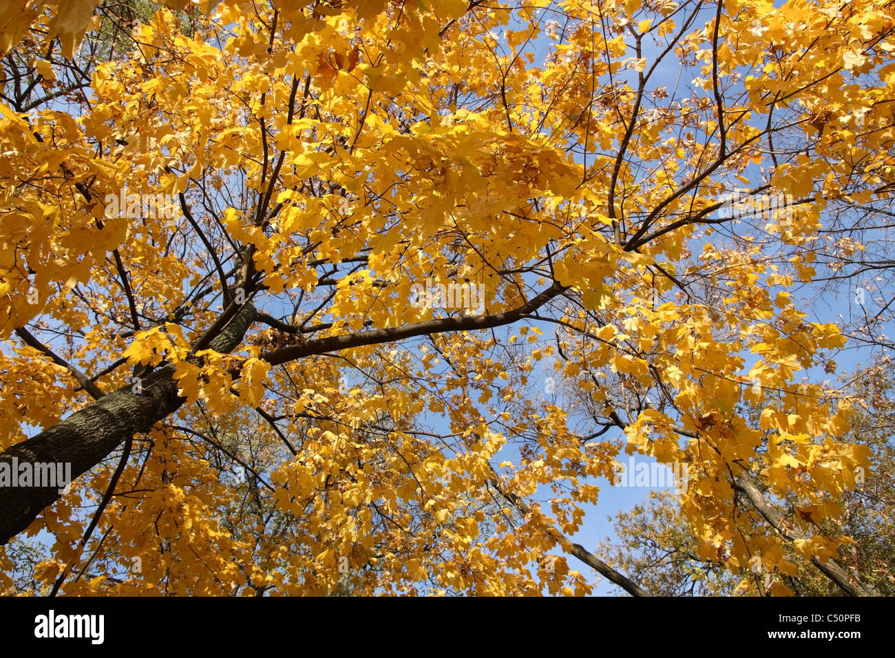 Herbst Ahorn mit gelben Blättern gegen den Himmel Stockfoto