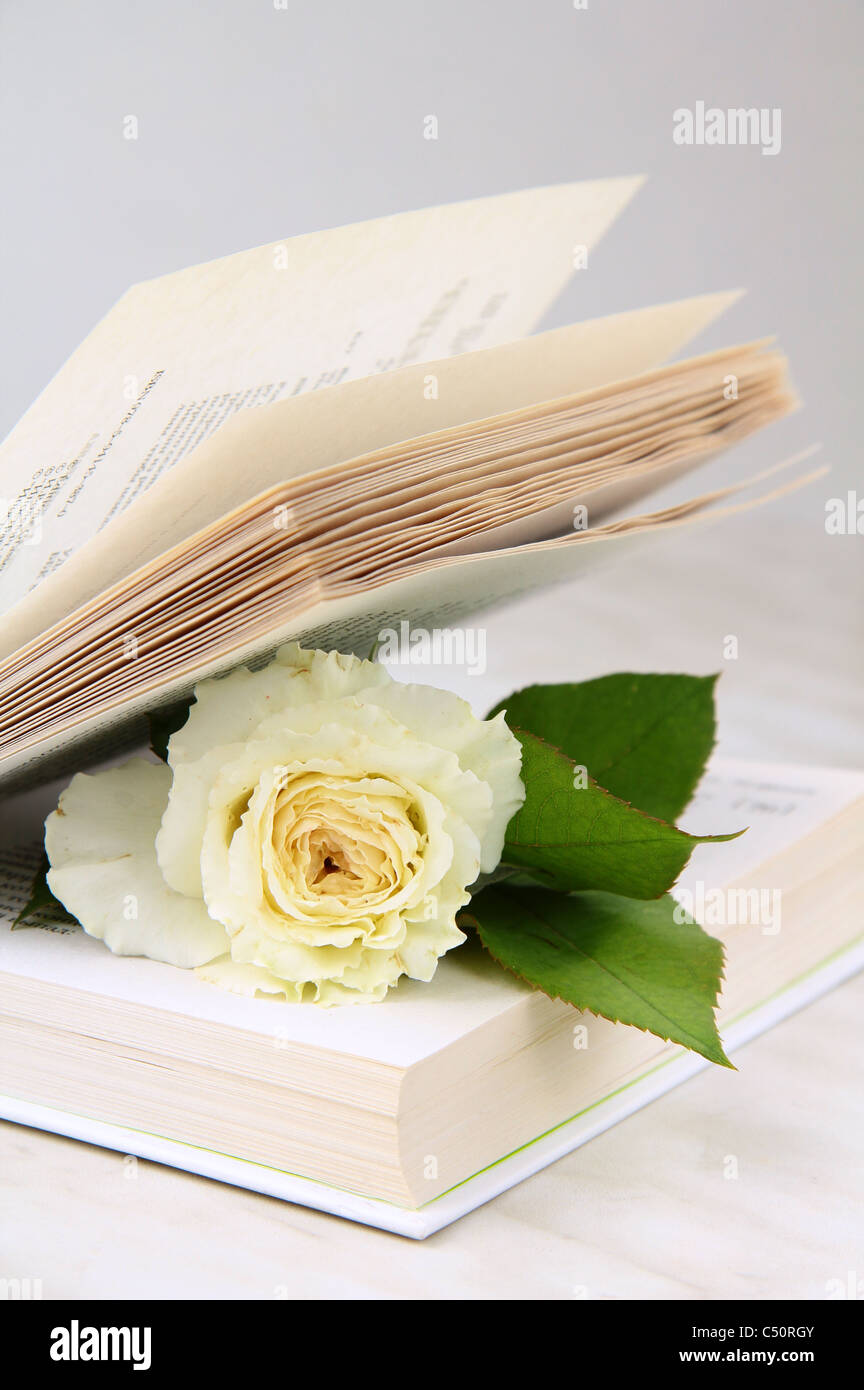 Weiße Rose im Inneren des Buches - eine Liebe-Geschichte-Konzept Stockfoto