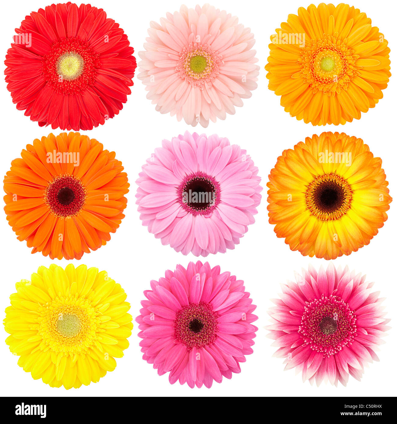 Blume der Gerber Daisy Sammlung isoliert auf weiss Stockfoto