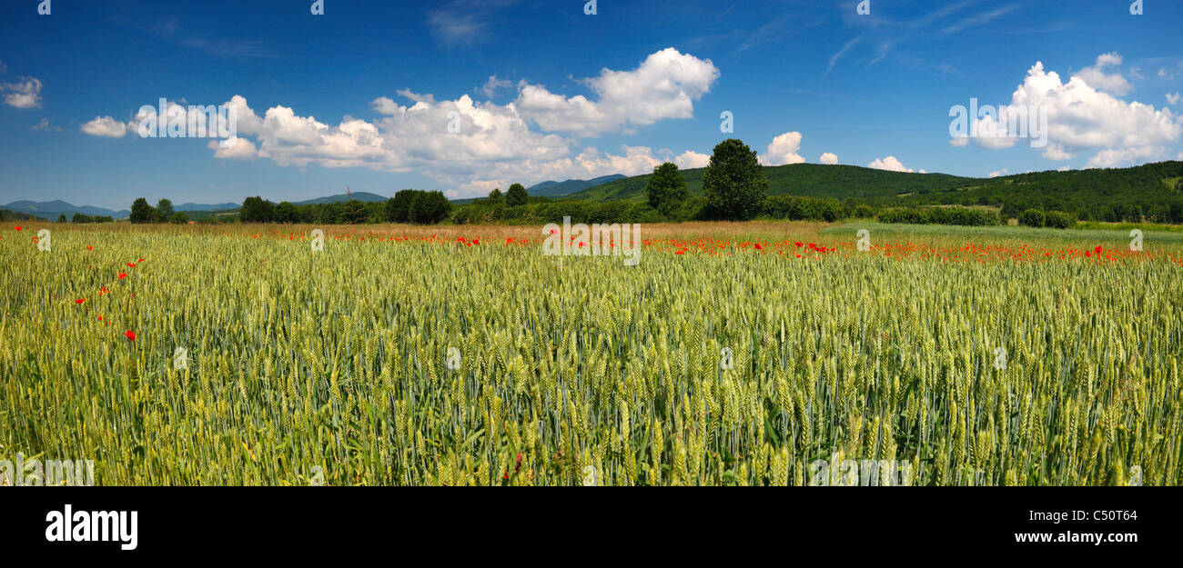 Panorama von grünen Weizen Stockfoto