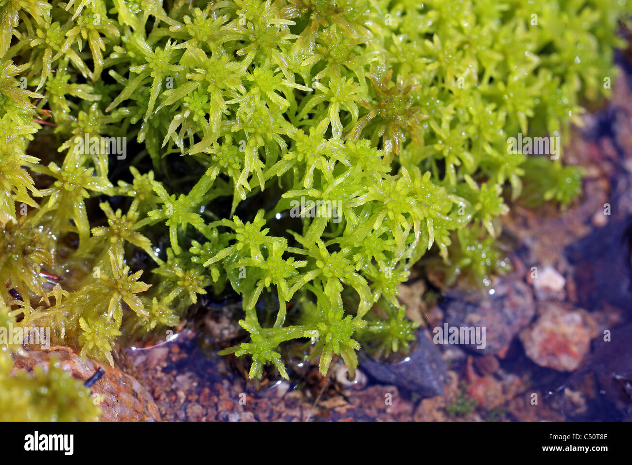 Makro-Ansicht der grünen Sphagnum-Moos durch Wasser Stockfoto