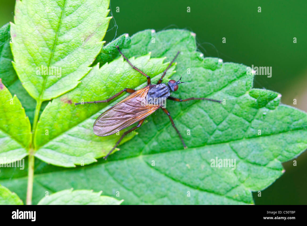 Tanzen Sie fliegen Empis Tessellata Erwachsenen eine Pause auf einem Blatt Stockfoto