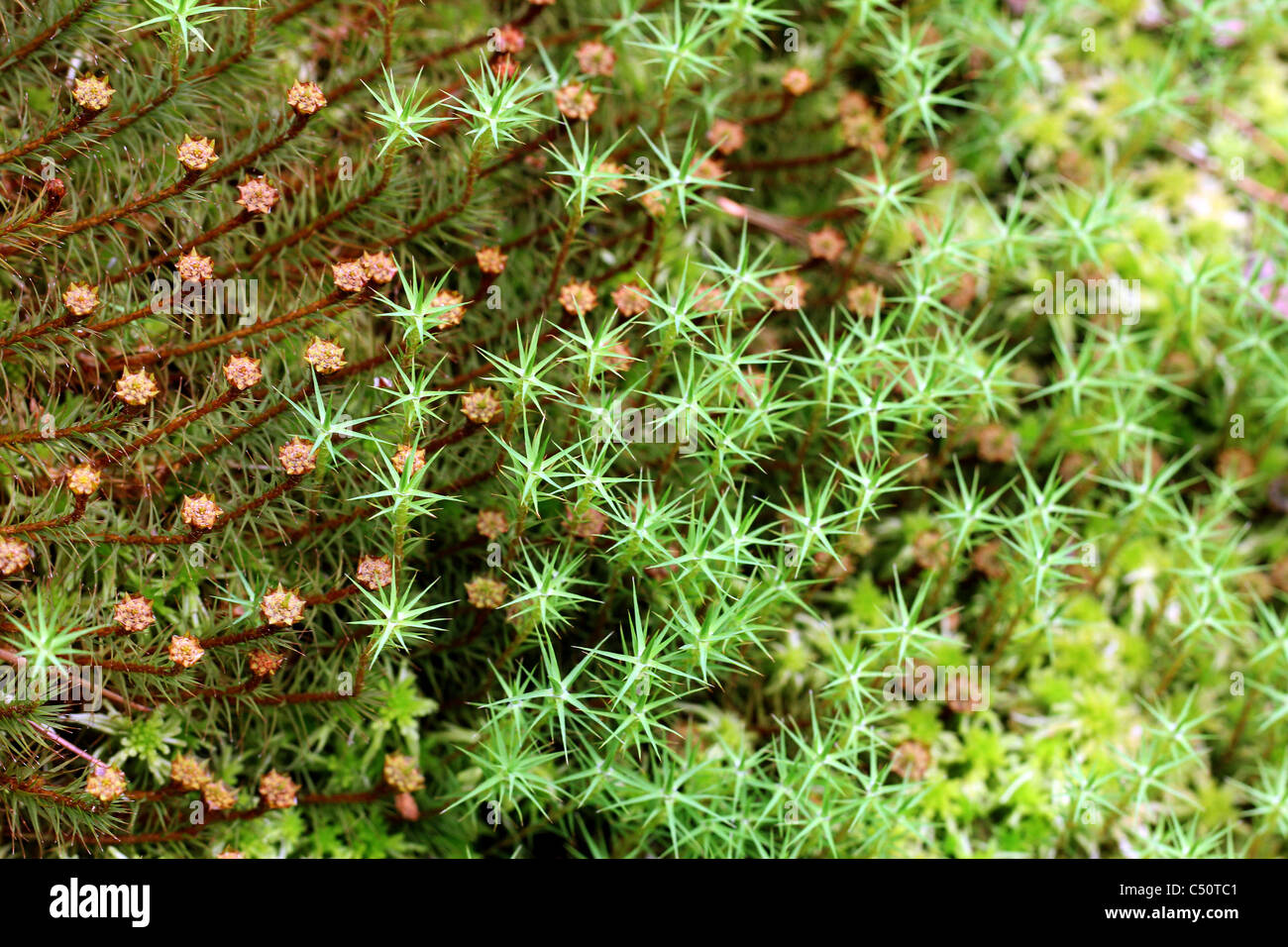 Hintergrund der grünen Moose (Polytrichum) Stockfoto