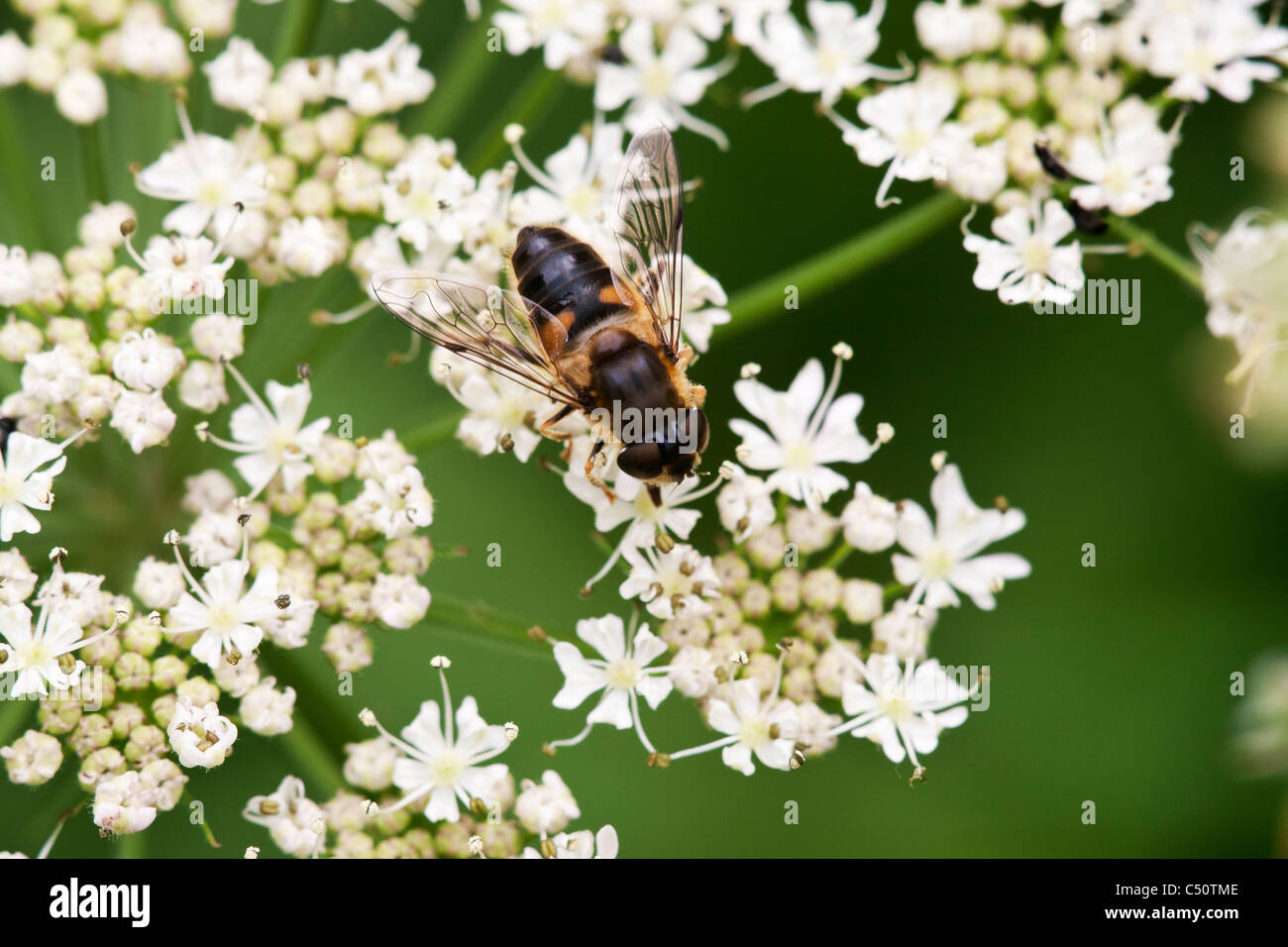 Hoverfly Eristalis Pertinax Erwachsenen Fütterung auf Bärenklau Blumen Stockfoto