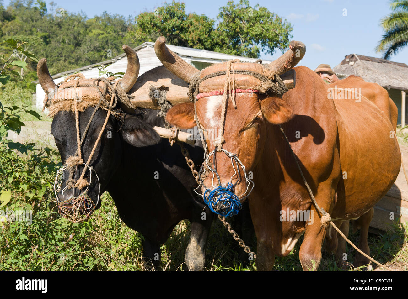 Ochsen, Vinales, Provinz Pinar Del Rio, Kuba Stockfoto