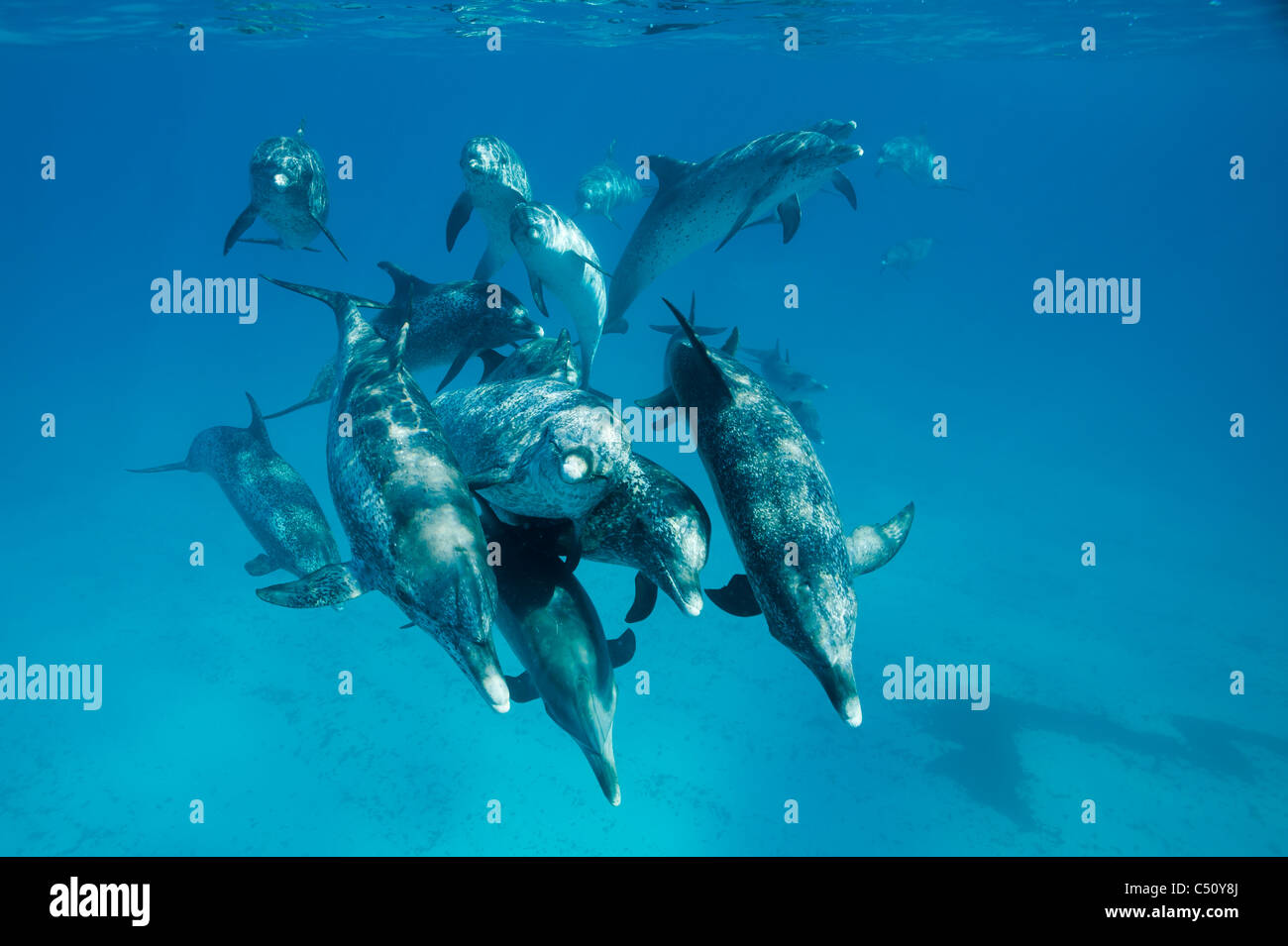 Atlantic Spotted Dolphins Stenella Frontalis Atlantischer Fleckendelfin Bimini Bahamas Karibik Unterwasser Pod von Erwachsenen Stockfoto