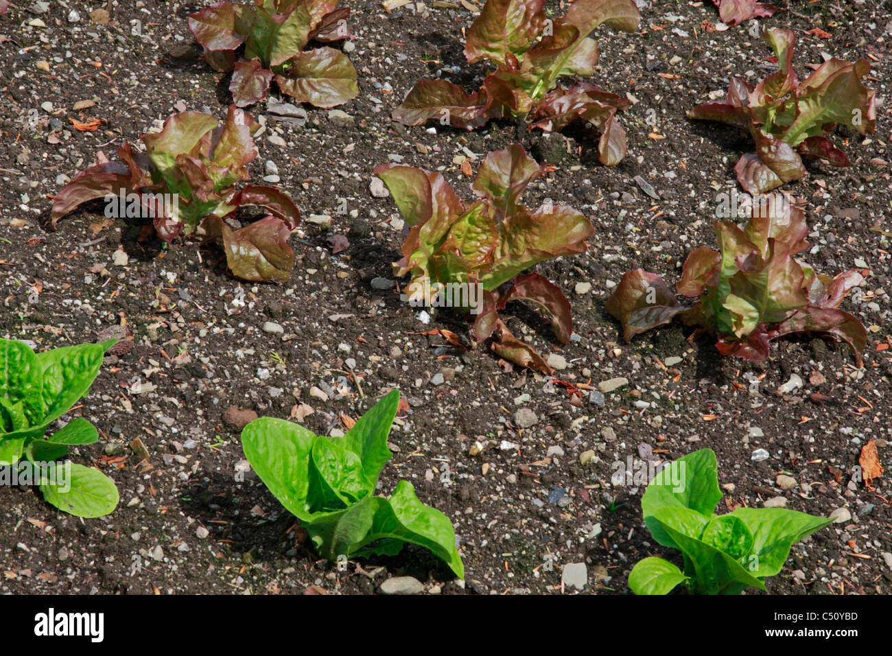 Junge verpflanzte Salatpflanzen im Gemüsegarten Stockfoto