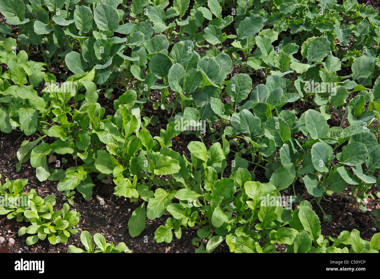 Reihen von jungen Gemüsepflanzen im Garten Stockfoto