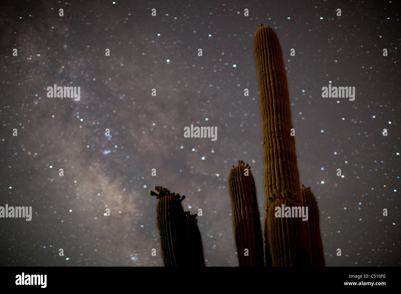 verschwommene Sterne am Himmel hinter einem Kaktus Stockfoto